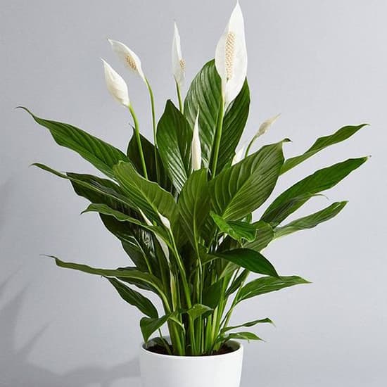 AIR PURIFYING PLANT AIR PURIFYING PLANT
